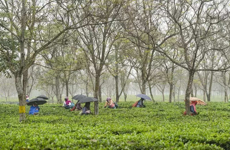 Tea board to lay down SOP to curb illegal imports soon