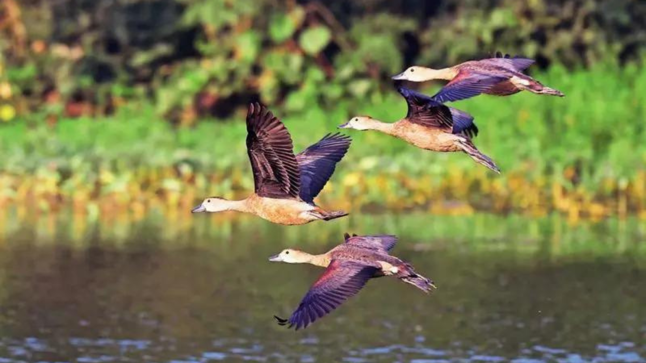 Winged visitors bank on Yamuna: Ecological threats worry birders; survey teams spot 131 species