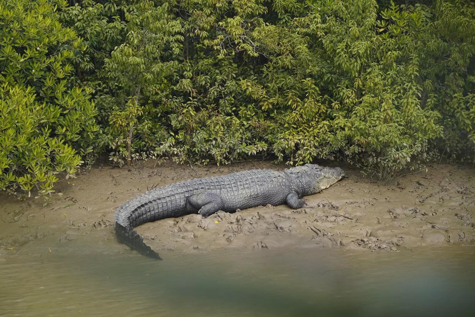 Experts question reduced crocodile census duration in Bhitarkanika