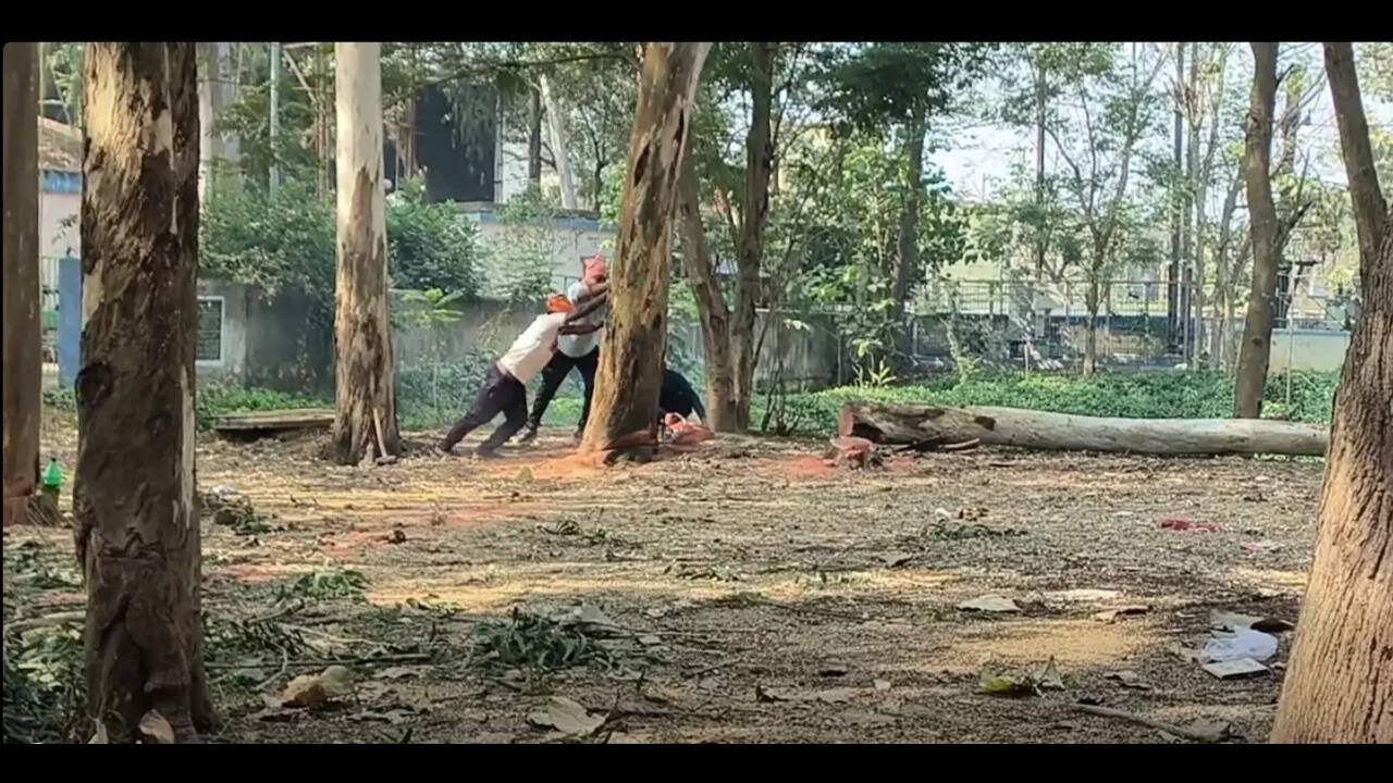 Tree felling controversy: Balasore collectorate construction sparks pollution norms debate