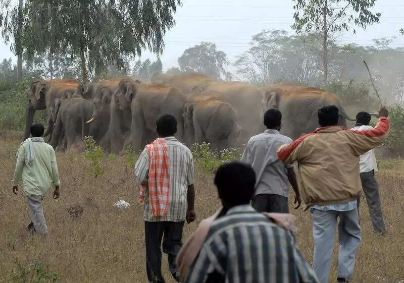 Bannerghatta ESZ revival casts shadow on development projects