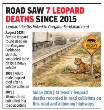 Design Gurgaon-Faridabad Road as leopard corridor with underpasses, fencing &amp; speed curbs, NHAI told