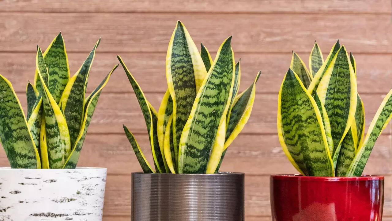 Snake Plants