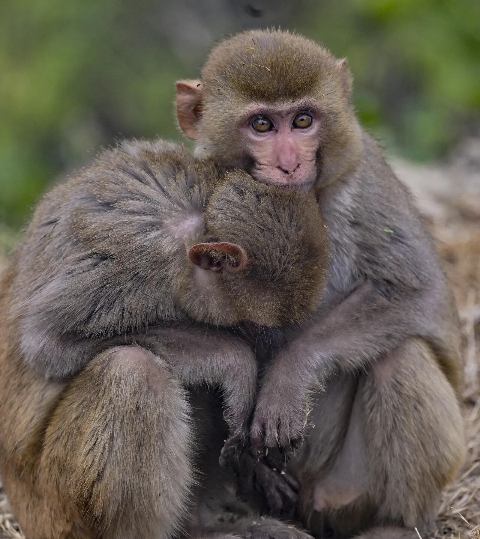 Monkey found hanging from tree, forest dept launches probe