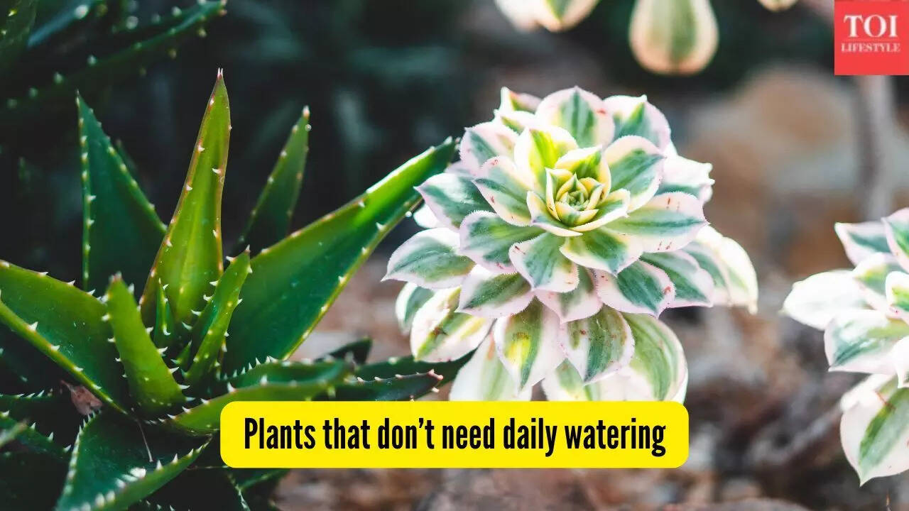 5 plants that don’t need daily watering — perfect for Indian conditions