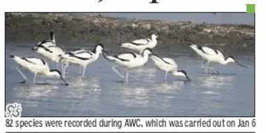 Waterbird count jumps to 19k at Najafgarh jheel