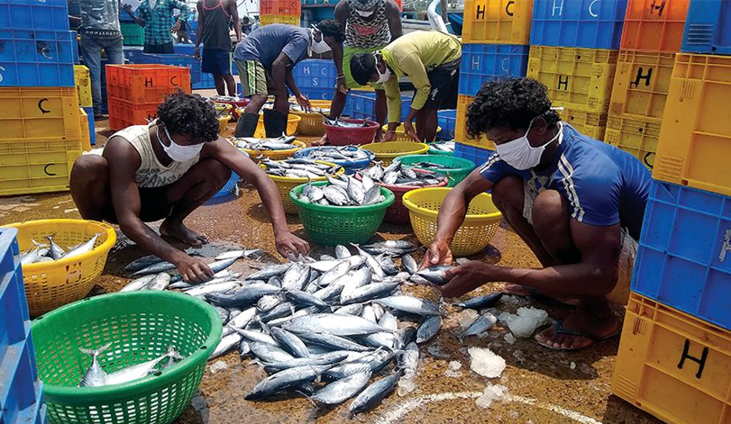 Expert advises trial ban on sardine, mackerel fishing to sustain stocks