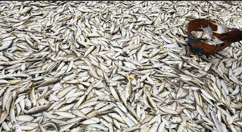 Govt to use AI and digital tech for fish disease management