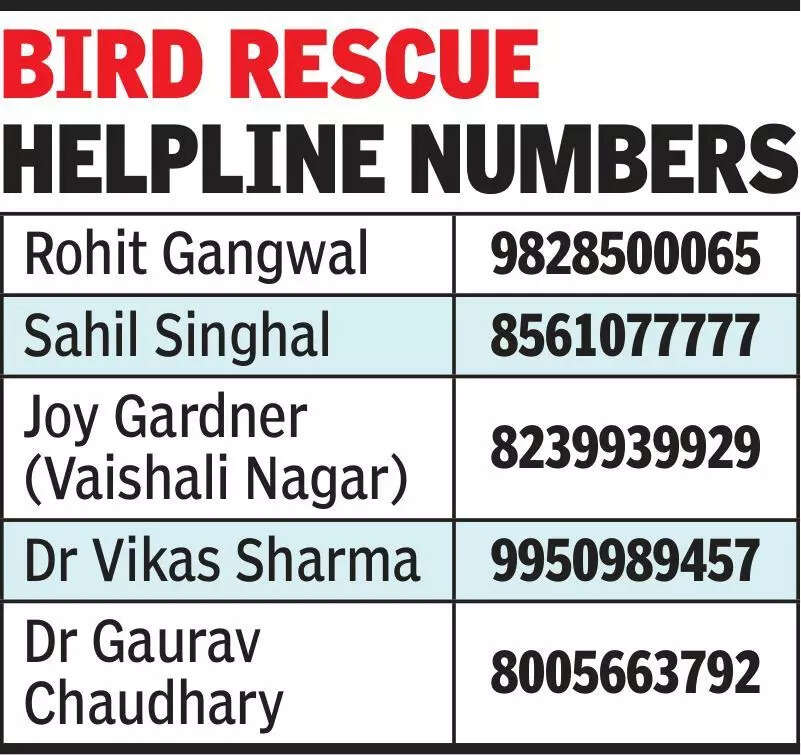 msid 126491317,imgsize 48396 https://jaipur.visitinrajasthan.com/wp-content/uploads/2023/10/cropped-cropped-R-2.png