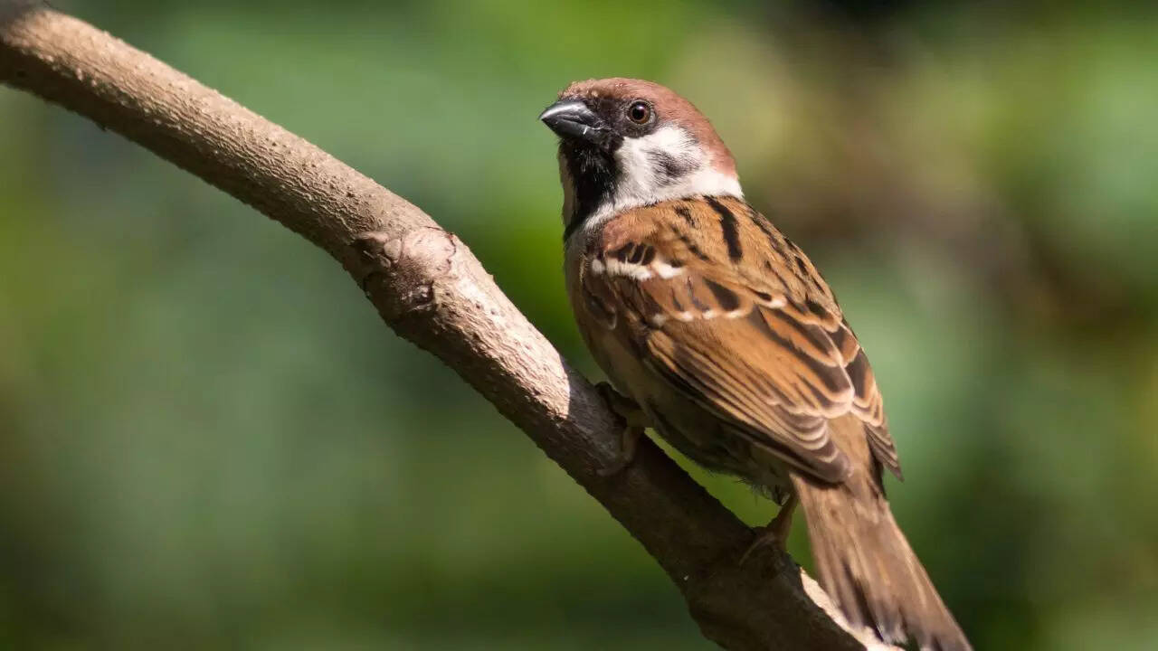 House sparrows as a window into evolution, survival and human-driven environmental change