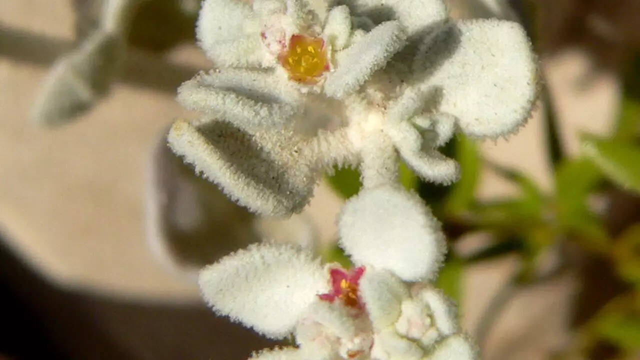 Honeysweet plant: World’s most heat-tolerant plant that thrives in extreme desert heat