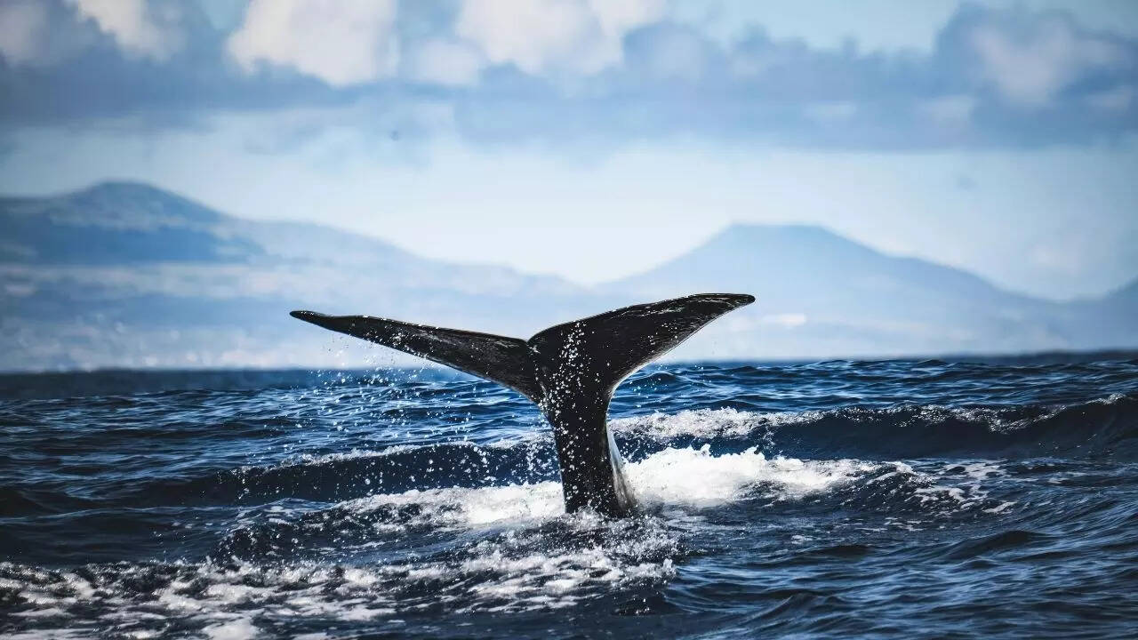 5,000-year-old whale bones and harpoons reveal organised whaling
