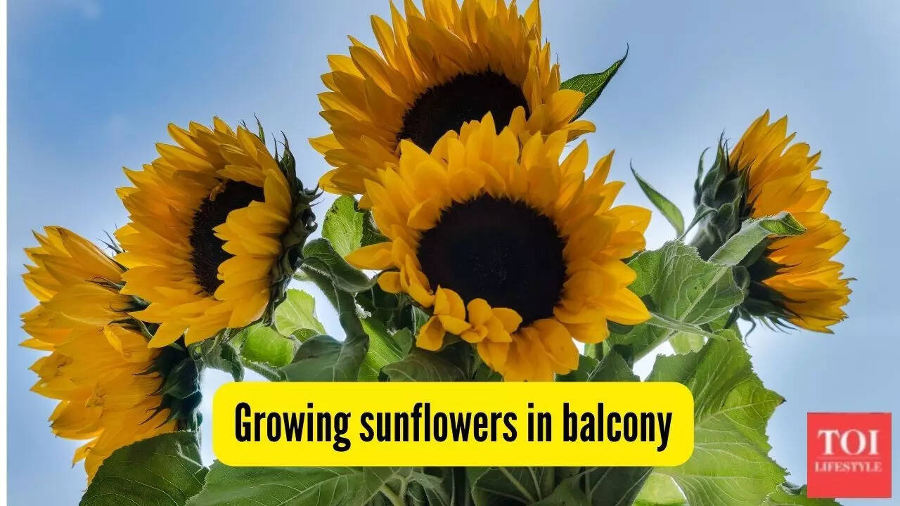 Can you grow sunflowers on your flat’s balcony? Here’s how to make them bloom