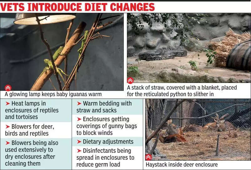 Blowers, heat lamps help animals beat winter chill at Alipore zoo