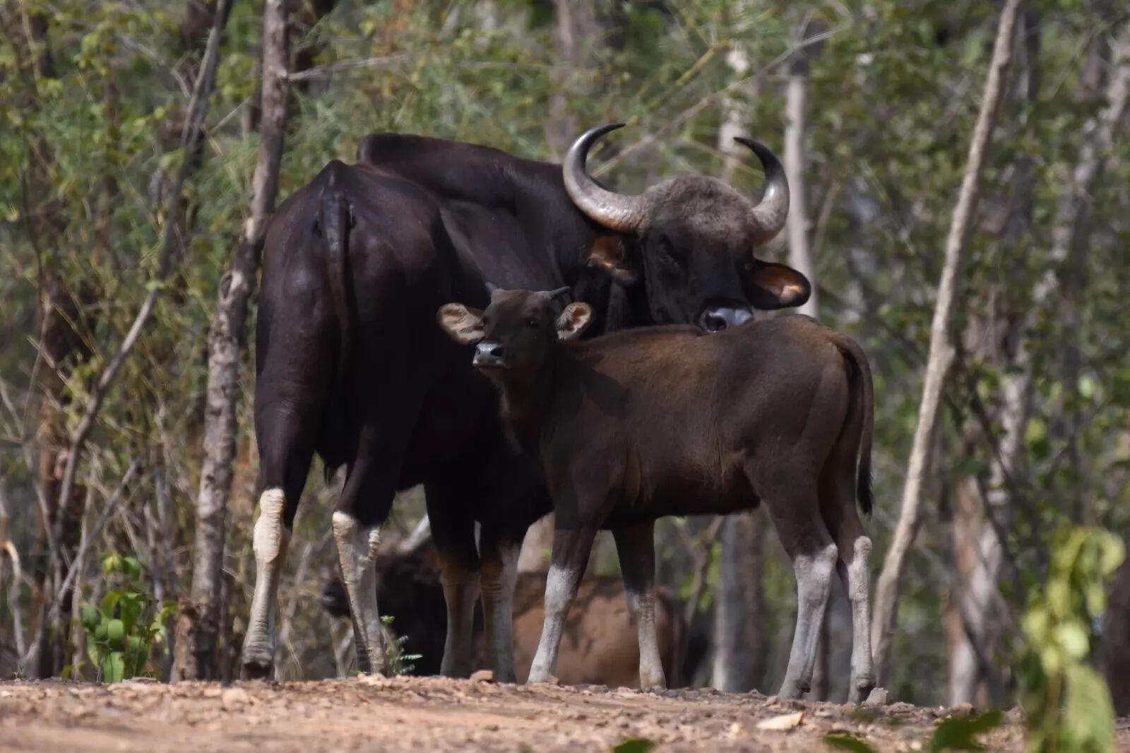 Bison count rises by 60 at Odisha's Debrigarh Wildlife Sanctuary in last 6 months