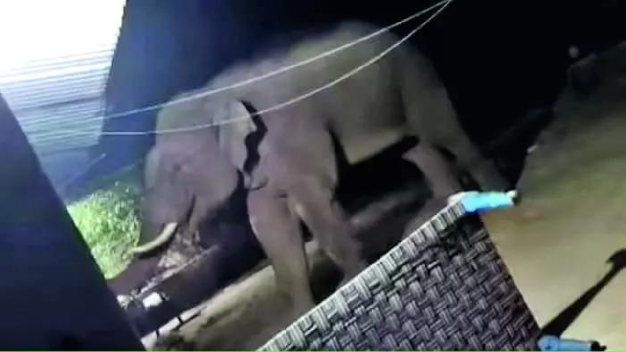 ‘Not afraid of crackers’: Rogue elephant leaves deadly trail in Jharkhand