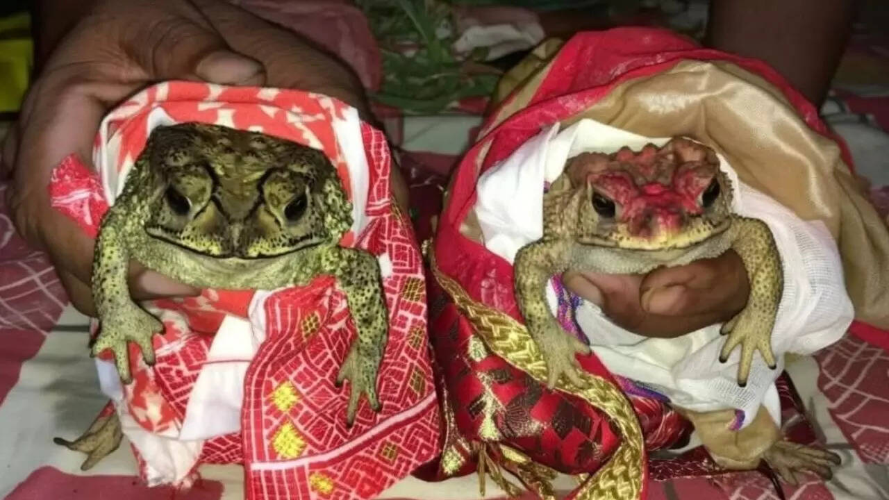 A wedding invitation to the clouds: Inside India’s frog marriages