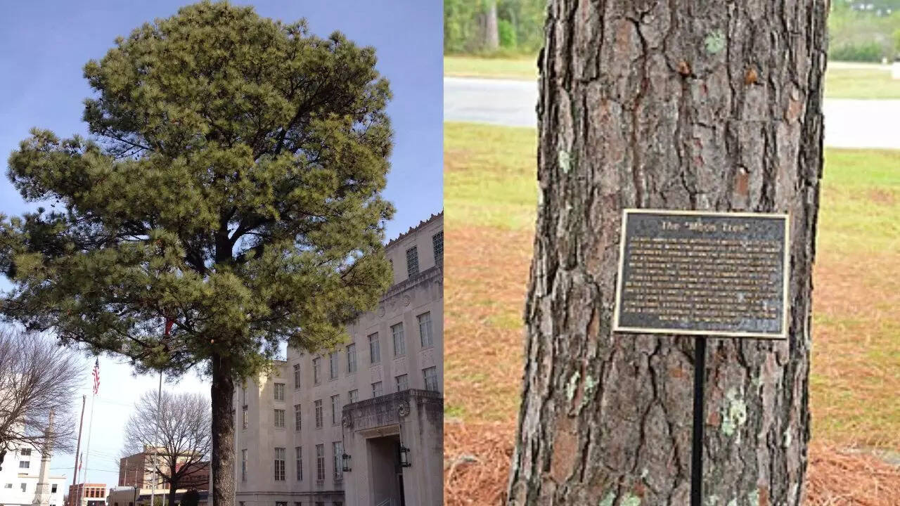 What happened to NASA’s ‘Moon Trees’ after they orbited the Moon on Apollo 14