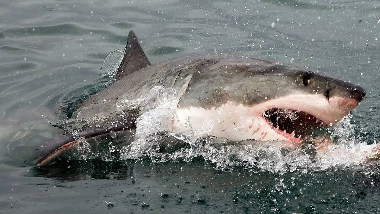 Sharks’ deadly teeth are at risk: Here’s how acidifying oceans could weaken them and affect their hunting ability
