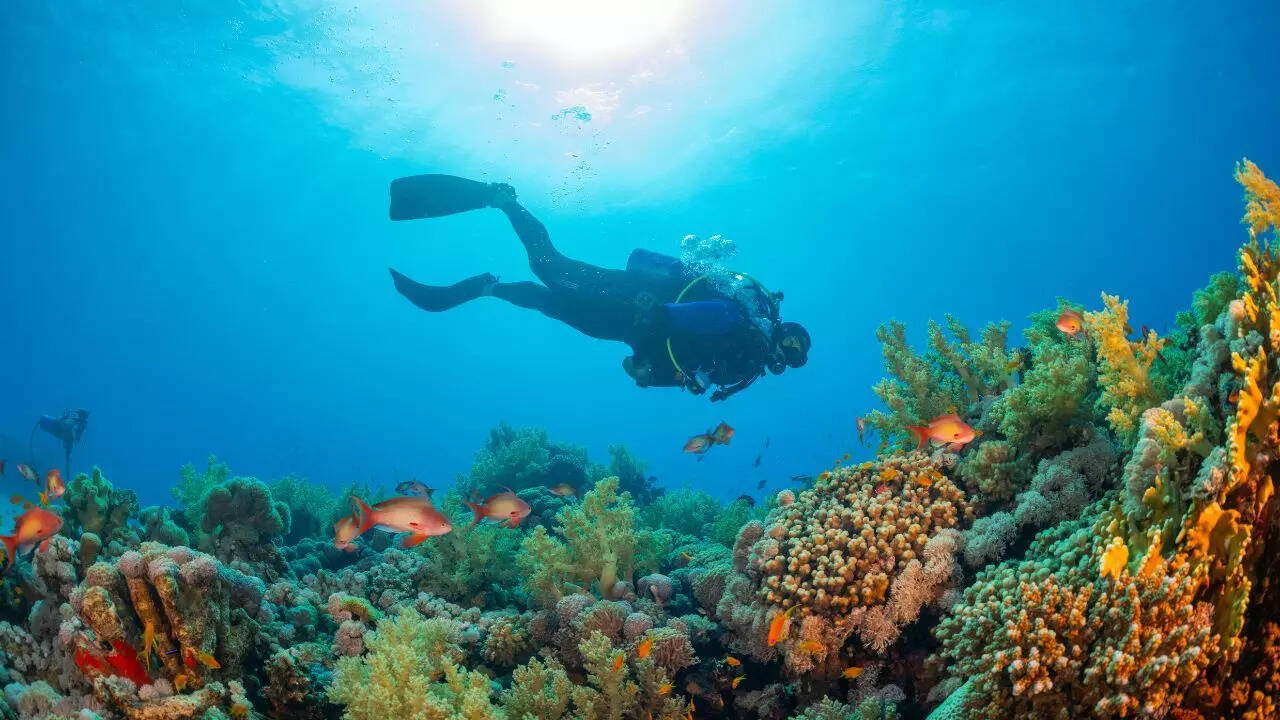 300-year-old giant black coral discovered in New Zealand’s deep seas