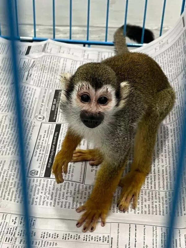 Bangkok flyers caught with exotic animals at Bengaluru airport