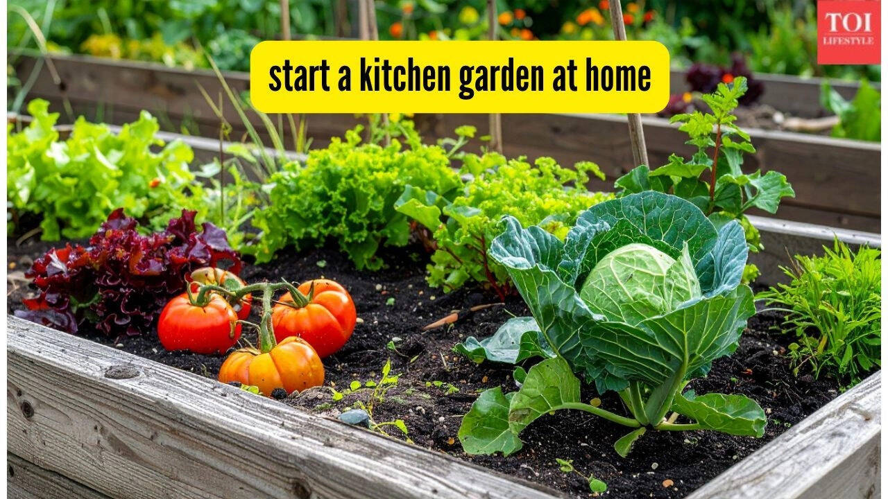 This is the best way to start a kitchen garden at home: A simple step-by-step guide