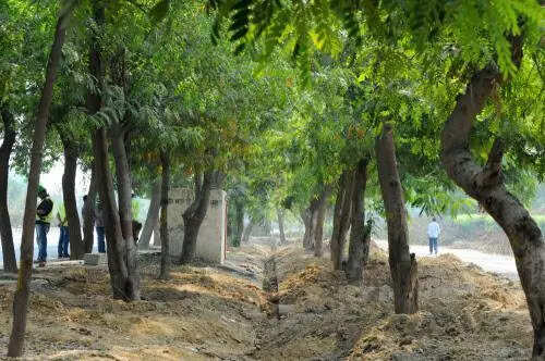 Forest dept to HC: Order issued to protect trees on key road