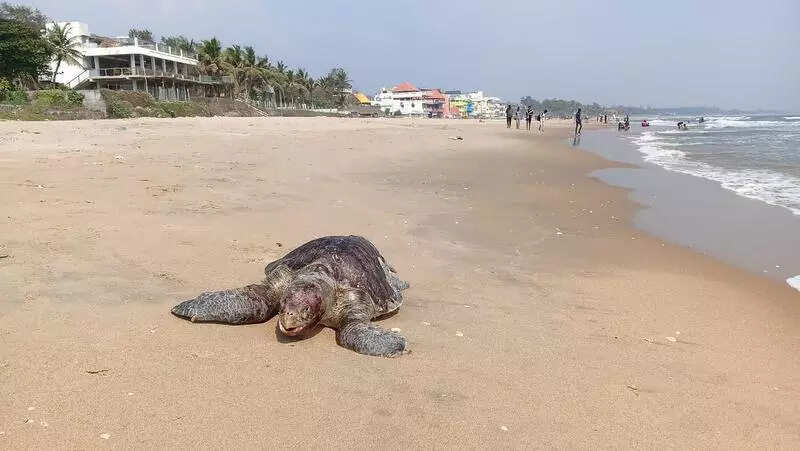 Olive Ridleys wash up on the shore: experts blame squid nets