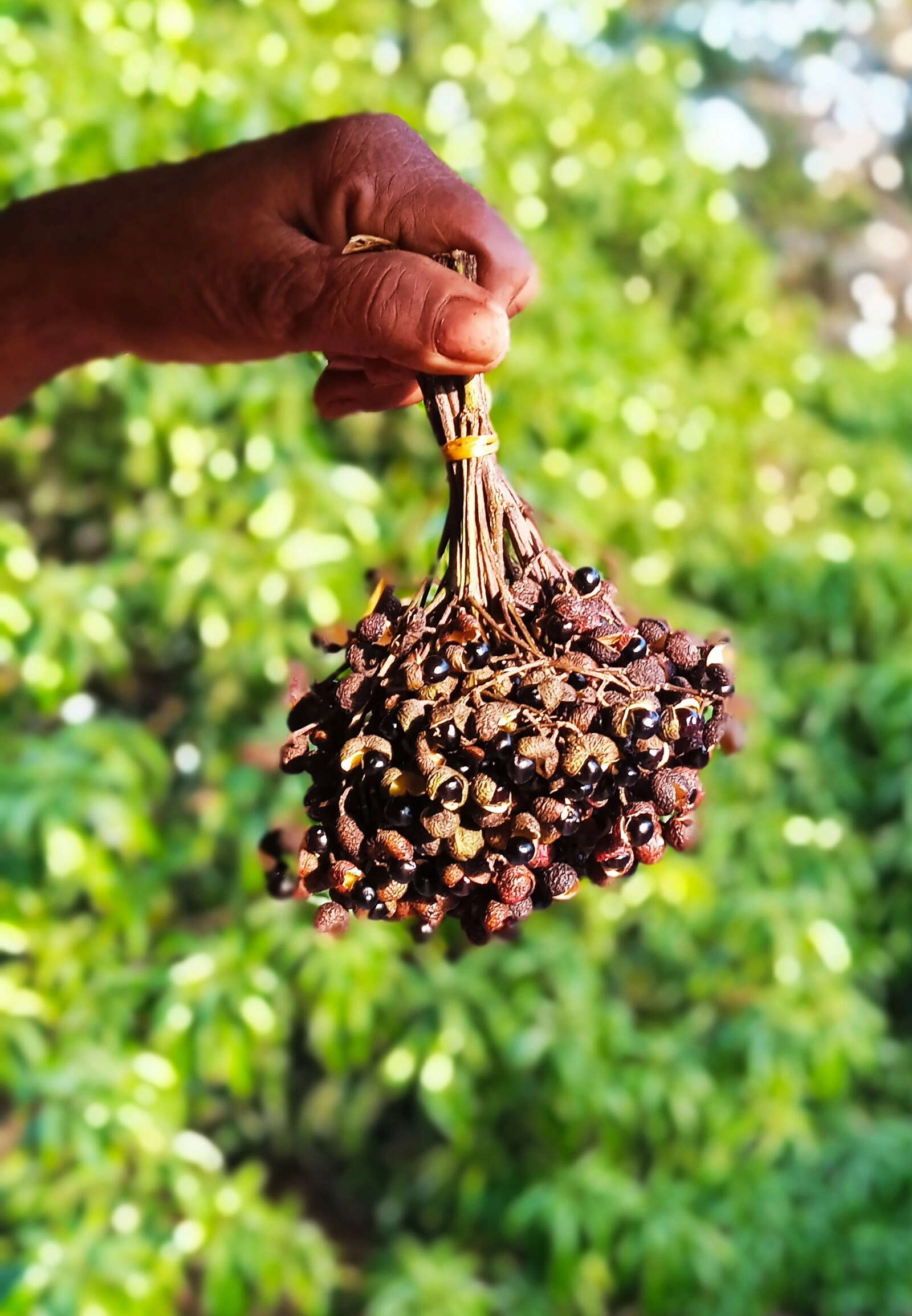 Goan culinary staple tirfoll under threat from destructive harvesting