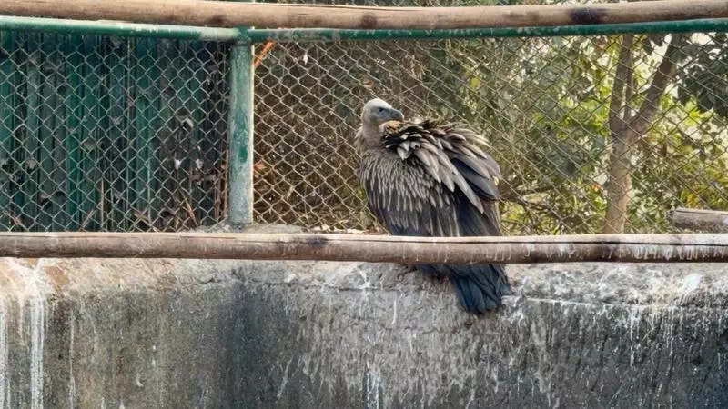 Himalayan griffon vulture rescued in Jharsuguda forest division