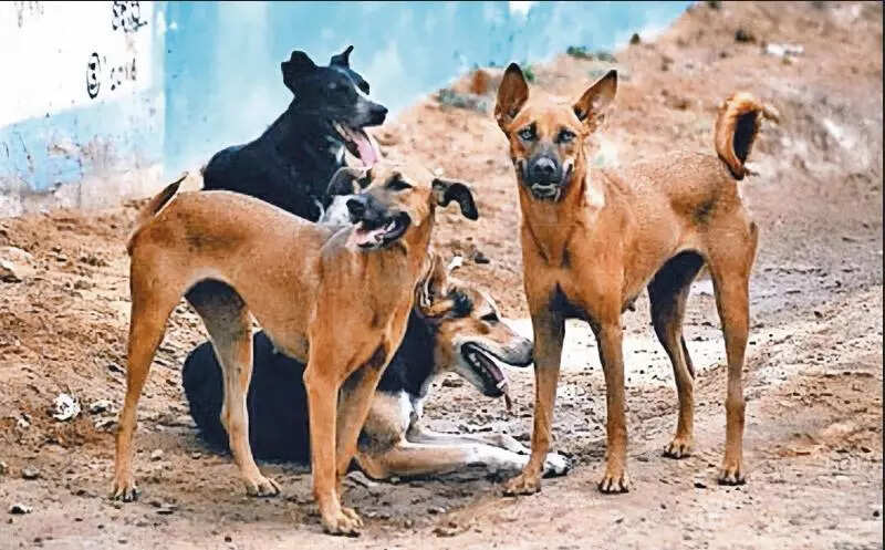 FIR against NIT-Warangal for ‘inhumane’ treatment of dogs