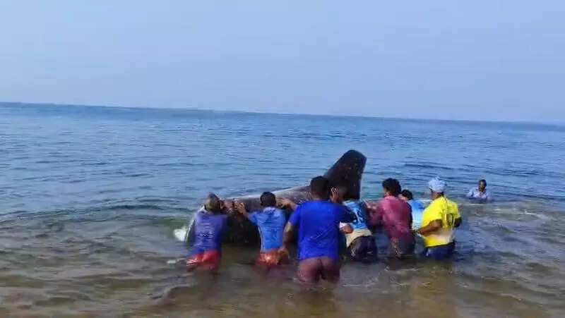 Fishermen free three whale sharks from shore-seine nets off Thiruvananthapuram coast