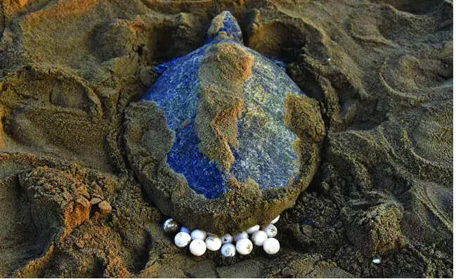 1,500 olive ridley eggs set to be incubated at Agonda, Galgibaga