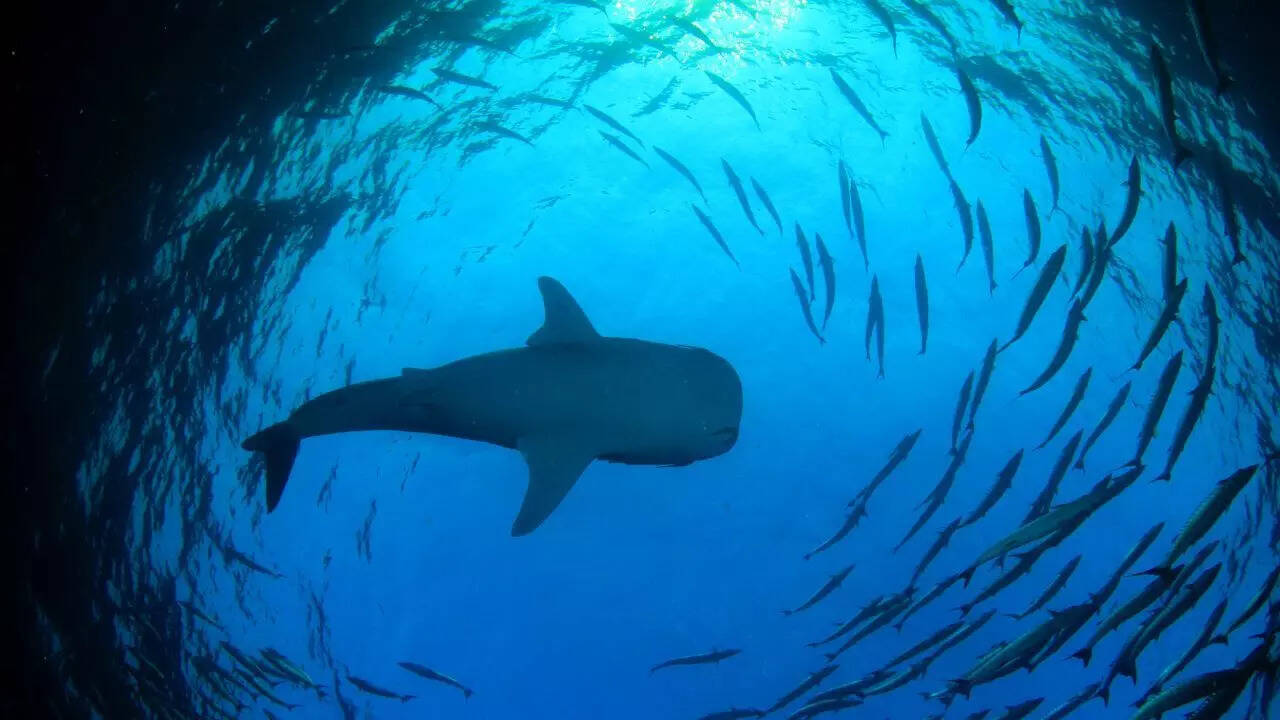 Why so many shark attacks off Sydney’s beaches? Here’s what scientists say drew sharks closer
