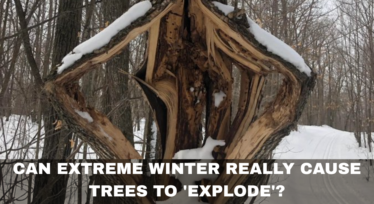 Can extreme winter really cause trees to 'explode'? The science behind the viral phenomenon