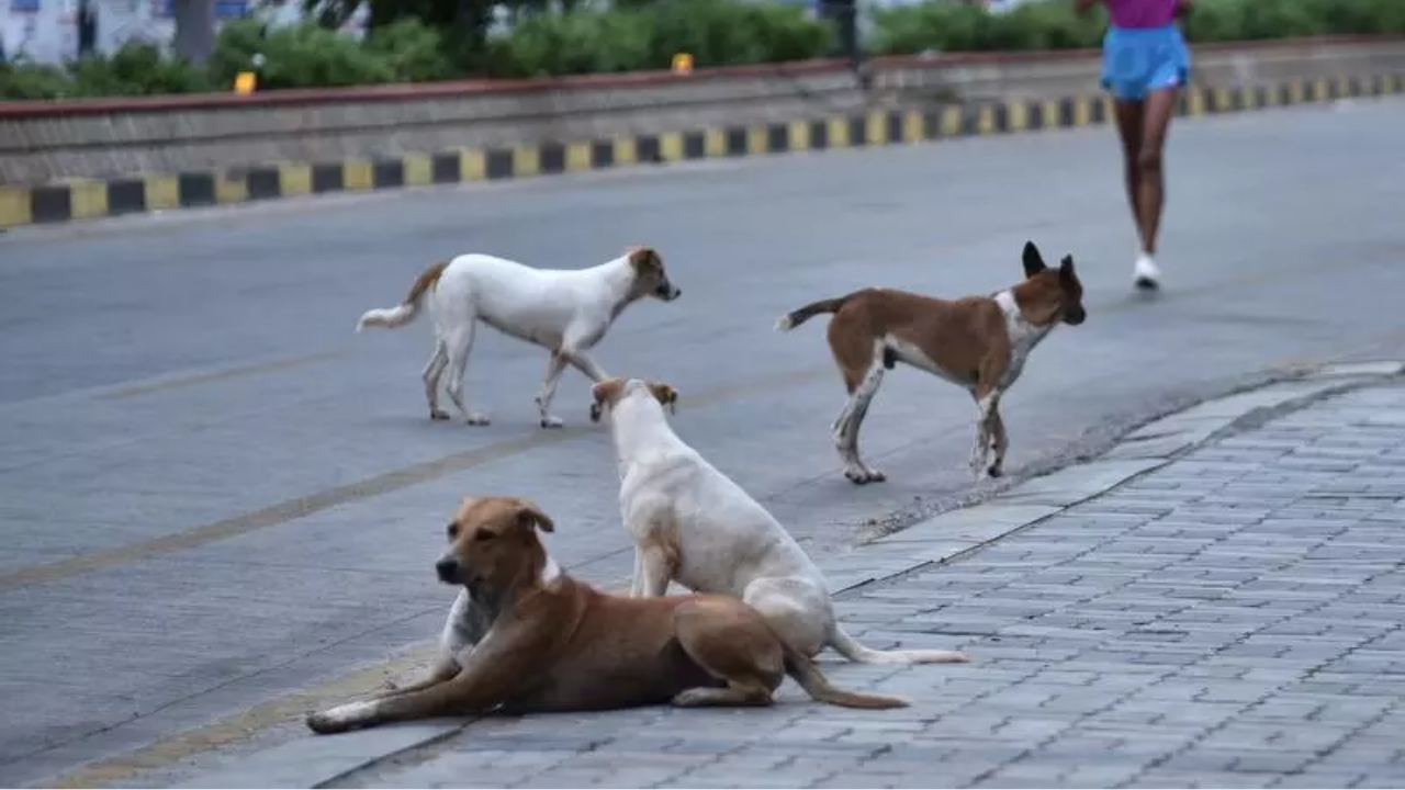 Mass killing of stray dogs continues: 200 more killed in Telangana, toll crosses 1,000 in a month
