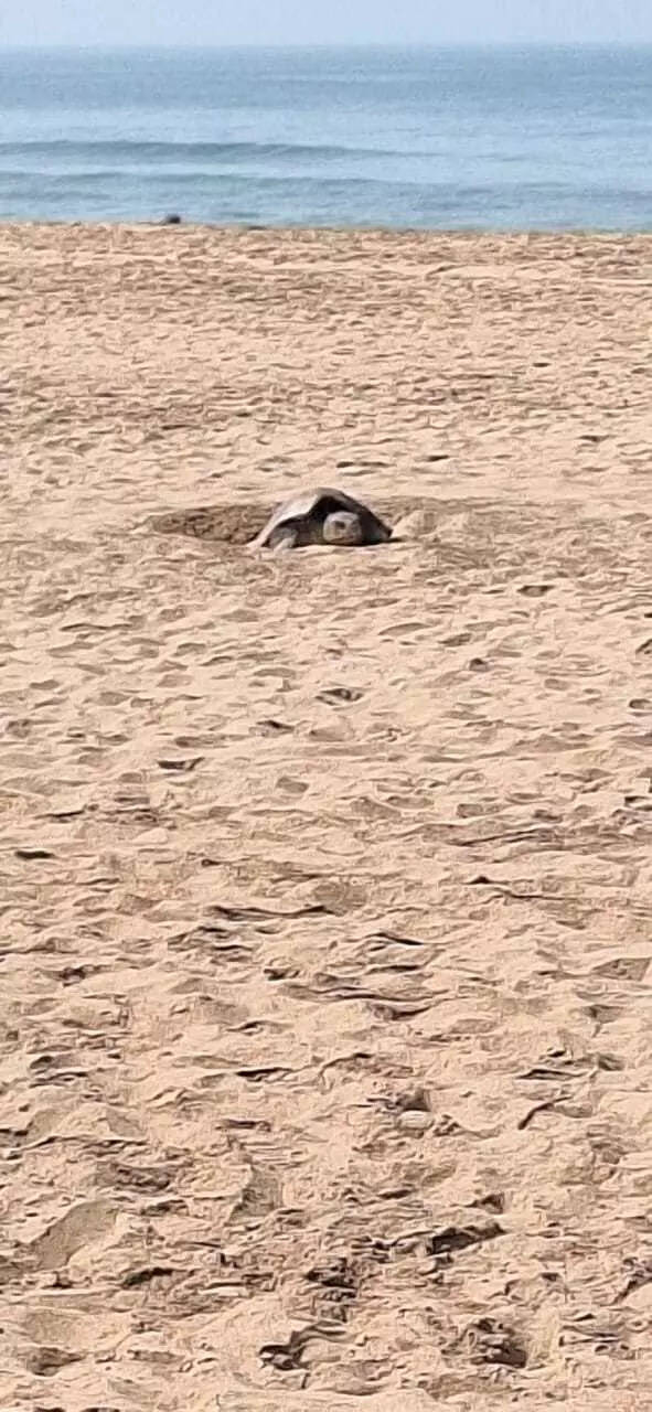 Olive ridley lays eggs at Agonda during daytime