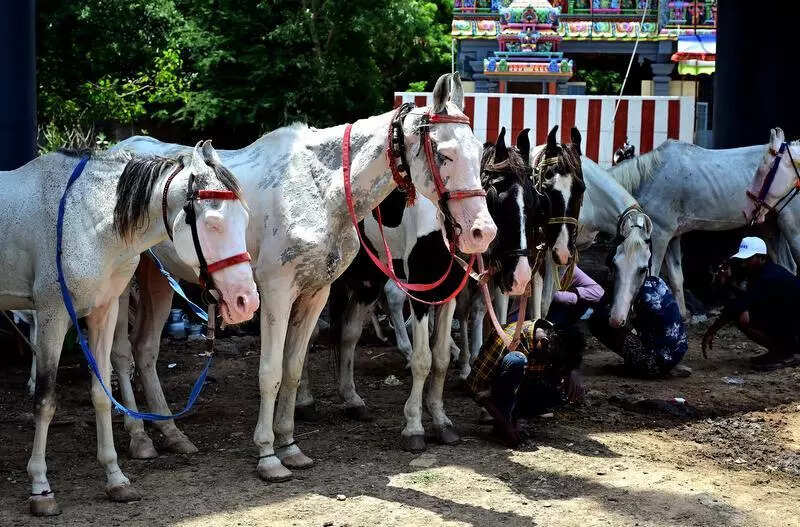 New rules for working horses mandate regn, microchipping