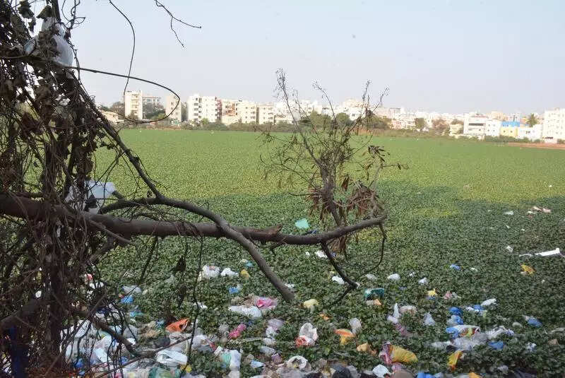 Mosquito Surge As Lake Maintenance Stalls