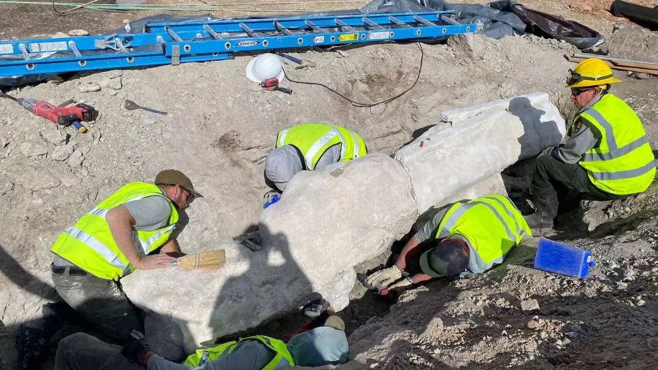 New dinosaur fossils found under a parking lot reveal a 100-year-old secret in Colorado