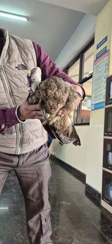 Gadvasu experts daily treat 3-4 birds injured by kite strings