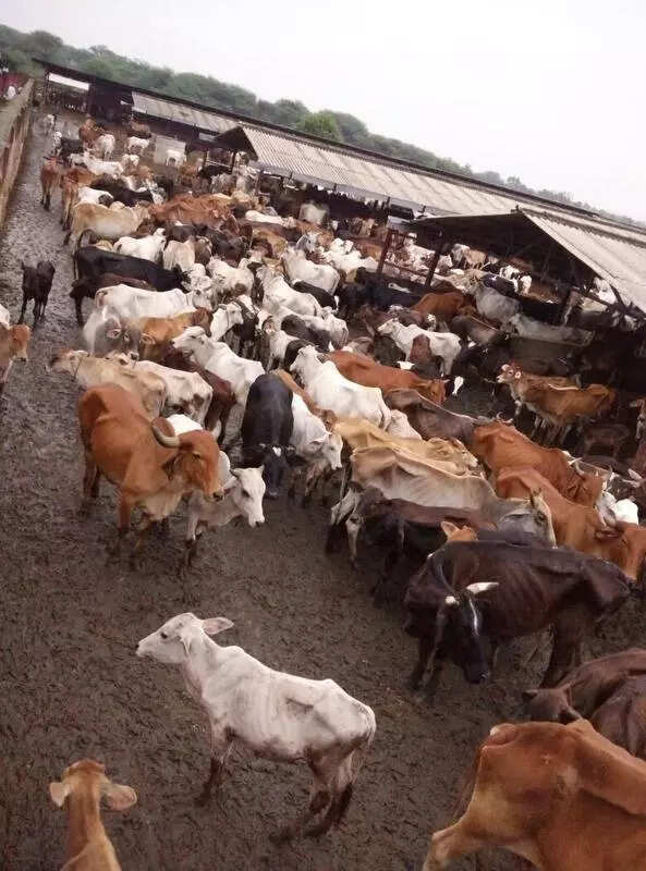 msid 127784636,imgsize 59960 https://jaipur.visitinrajasthan.com/wp-content/uploads/2023/10/cropped-cropped-R-2.png