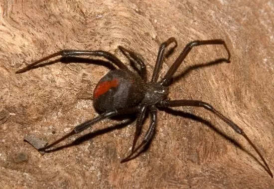 Rare jumping spider spotted in Assam, the first in India