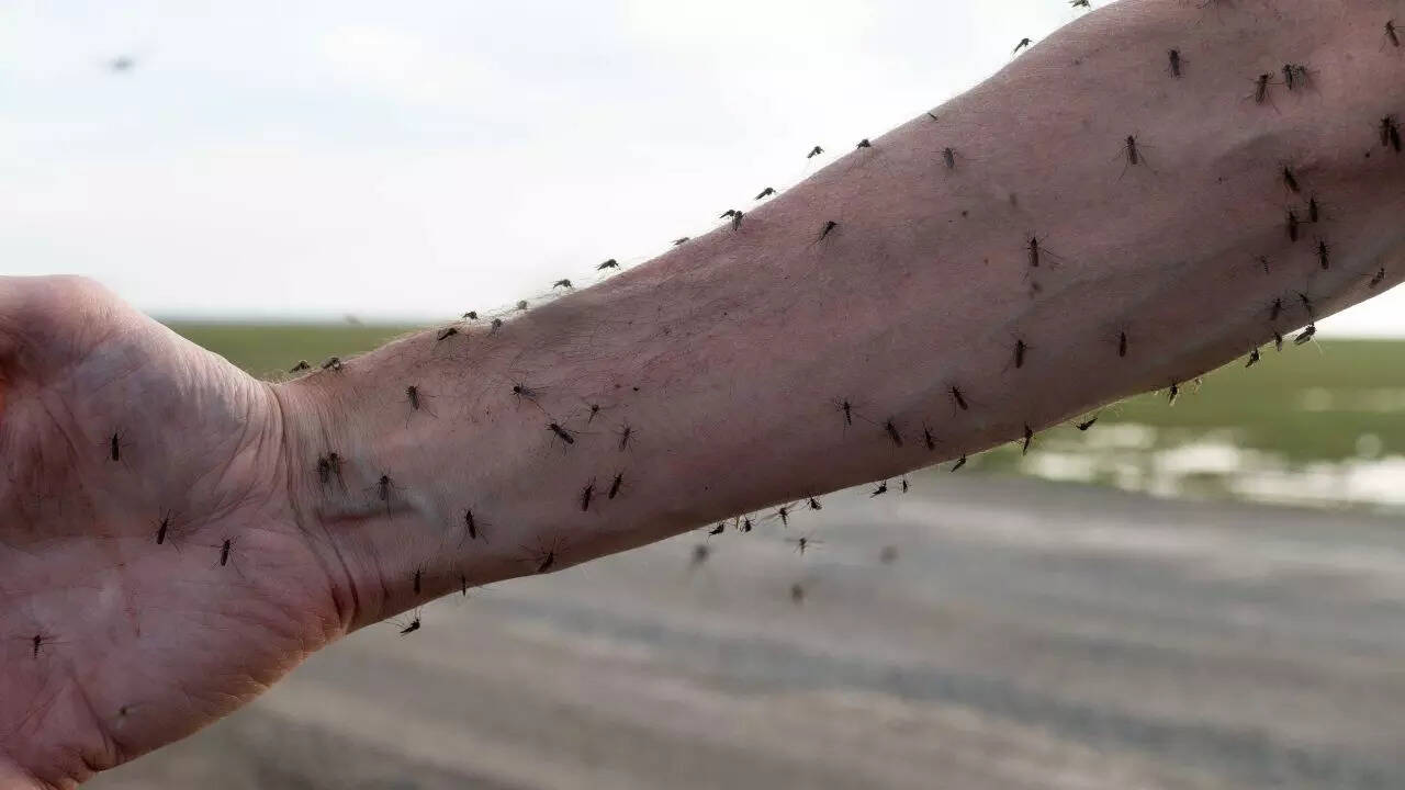 Mosquitoes now prefer to feed on humans instead of wildlife: Study finds shocking reasons behind the shift
