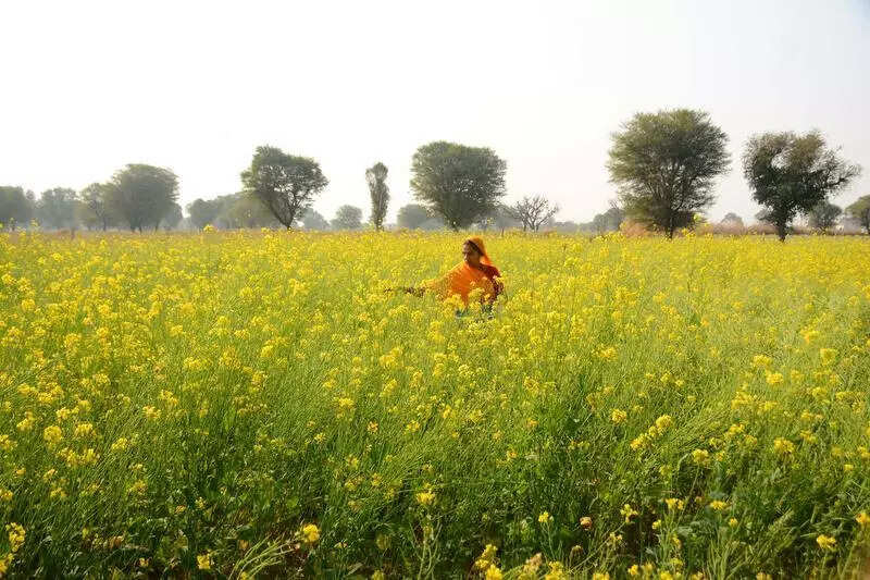 msid 127847144,imgsize 83878 https://jaipur.visitinrajasthan.com/wp-content/uploads/2023/10/cropped-cropped-R-2.png