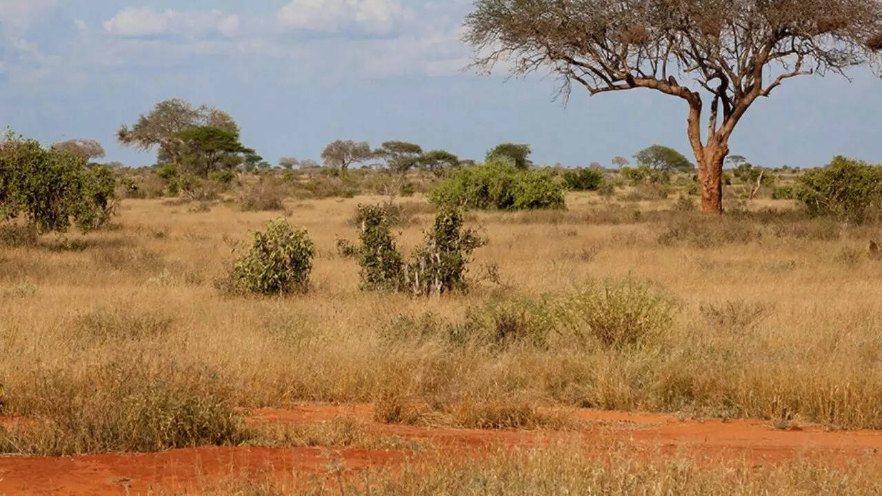 Michigan scientist uses 750-year-old Indian poems to show western India’s savannas were never ruined forests