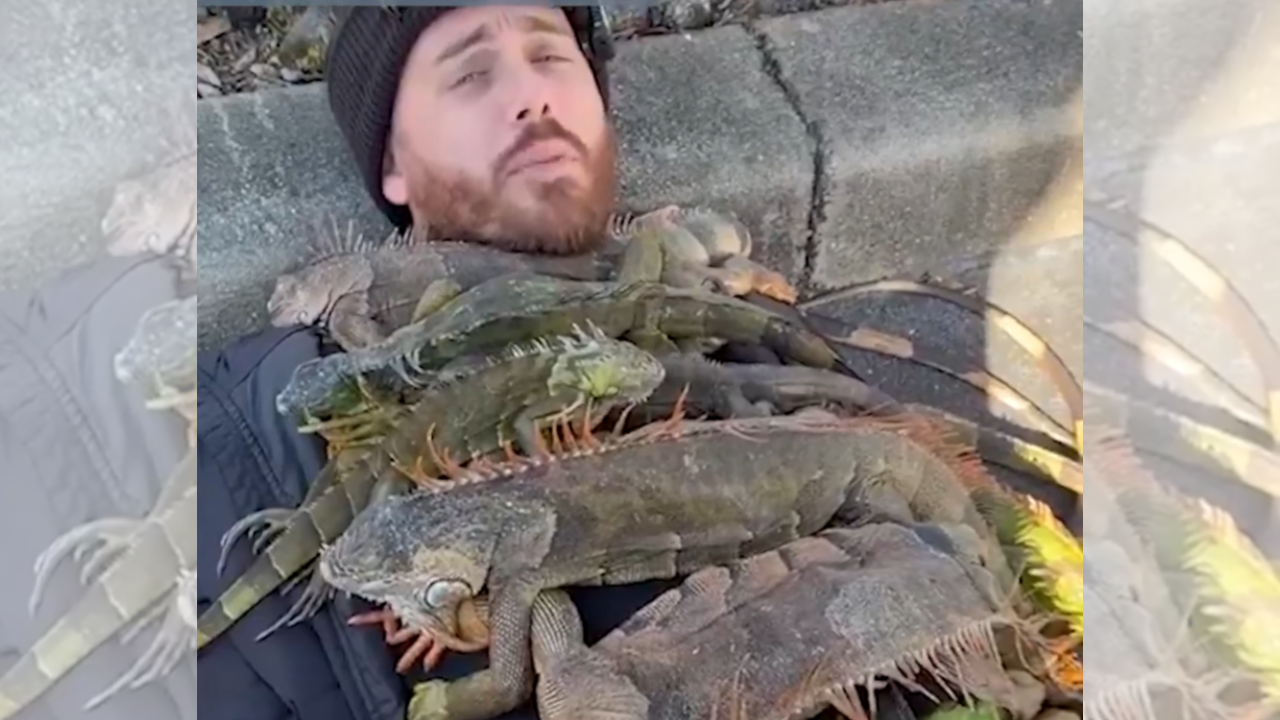 Florida man uses iguanas as 'blankets' to tackle cold in bizarre viral video