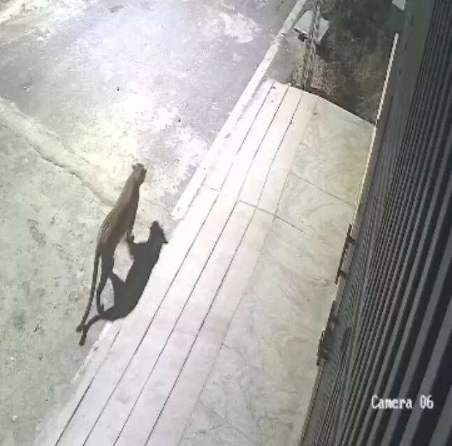 Leopard sighting sparks panic among Bengaluru residents