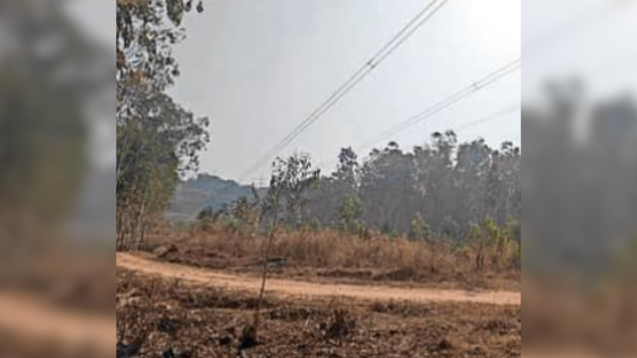 Wildlife board clears 400kV power transmission upgrade in Bengaluru tech hub