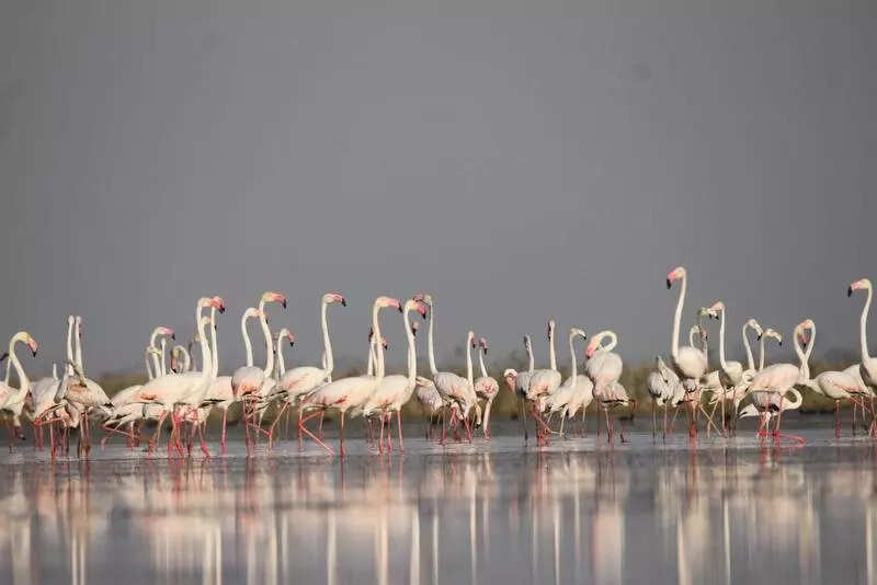Nalsarovar bird numbers cross 5L as boating ban keeps wetland quiet